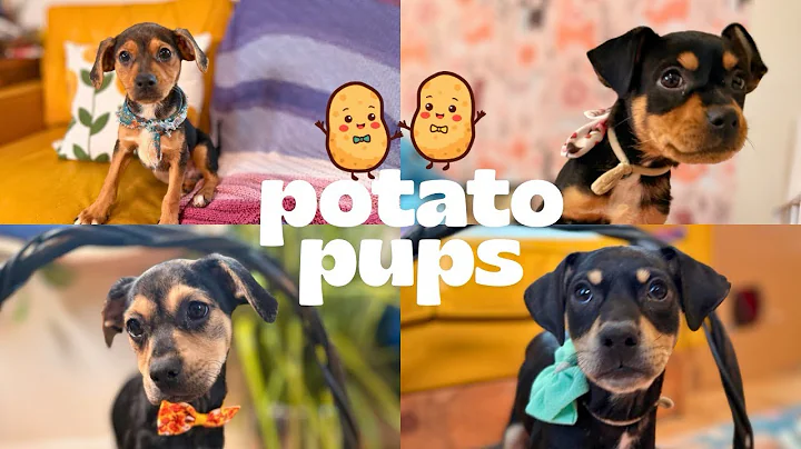The Spud Squad: Adopt a Tater Today!