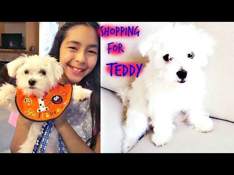shopping-for-teddy-cute-funny-maltesepuppy-|-b2cutecupcakes