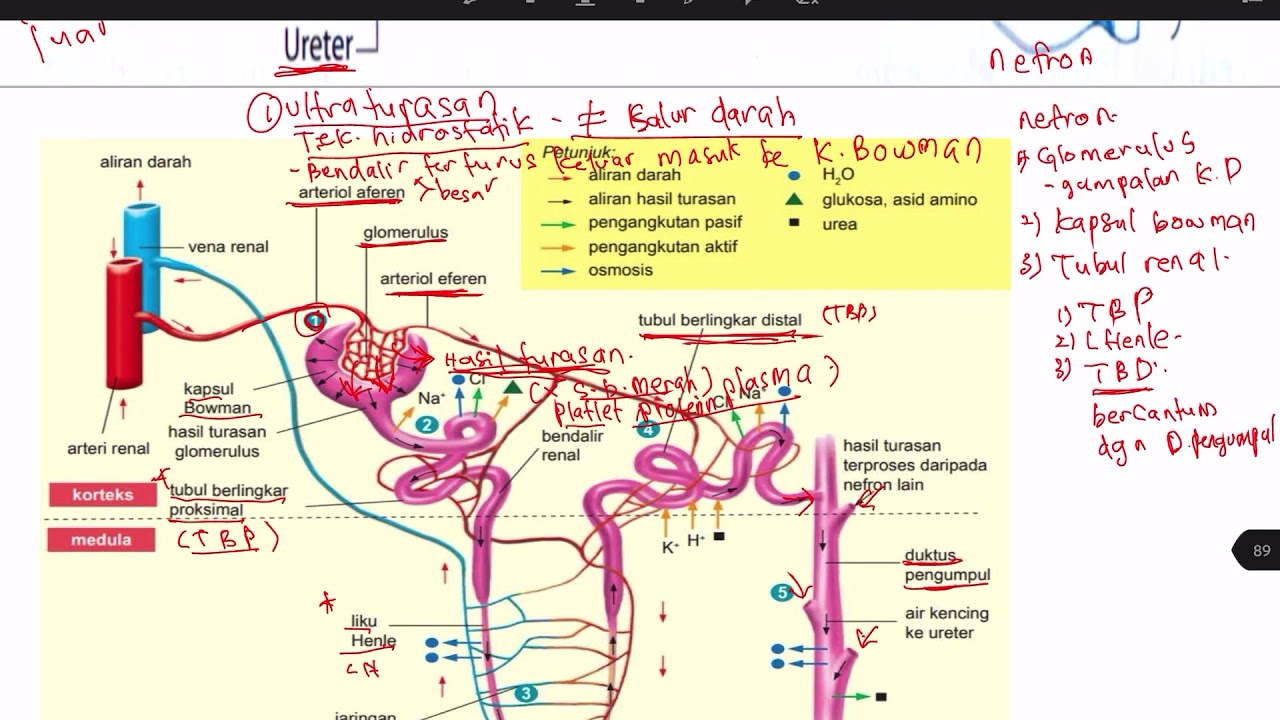 Bio ting 5 bab 3 Proses pembentukan air kencing