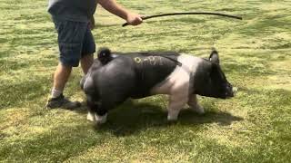 Shipley Swine Genetics Exotic Boar Showboat