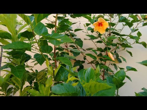 Vídeo: Podando Hibiscos: Quando Podar Uma Rosa Chinesa? Formação Correta De Um Arbusto De Flores Em Casa