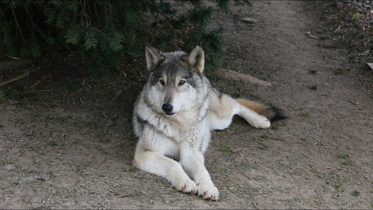 are wolfdogs legal in nj