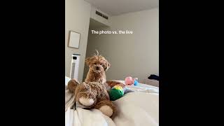 Proof social media isn’t real 😂 #maltipoo #puppylife #cutedog #dogvideos #dogsoftiktok