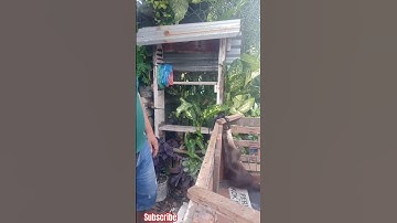 Berang-Berang Sesekali Bangkang Seperti Manusia #otter #berangberang #moochy #shorts #fyp #short