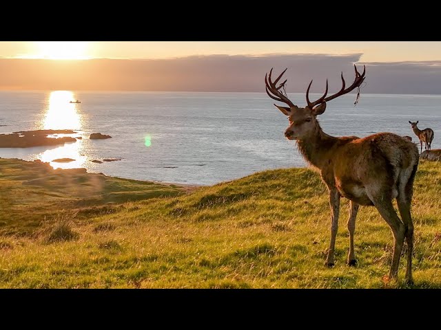 Magnificent Red Deer at Sunset 🦌, Scotland 🌎 🏴󠁧󠁢󠁳󠁣󠁴󠁿, Wild  Travel