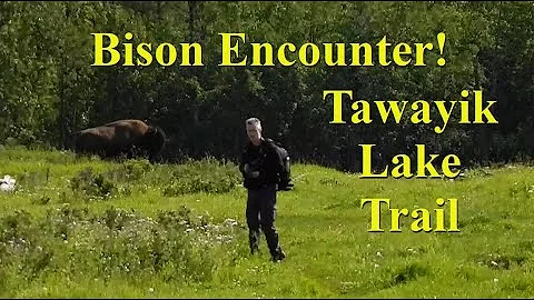 Tawayik Lake Hike - A Kestrel Family and Bison Encounter (Elk Island National Park, Alberta, Canada)
