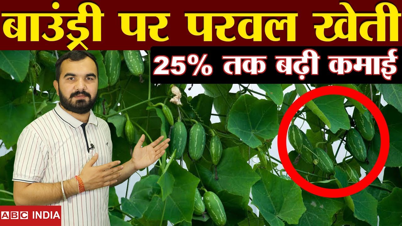 Parwal Ki kheti | ivy gourd farming | Boundary Plants | sabji ki kheti ...