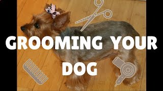 How To Groom A Yorkie At Home | DIY Small Dog Grooming | Grooming A Dog With Anxiety