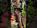 Jabuticaba: The Tree-Borne Berry Bursting with Juicy Goodness! #fruit #fruitcutting #farming #farm