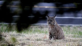 My First Bobcat!