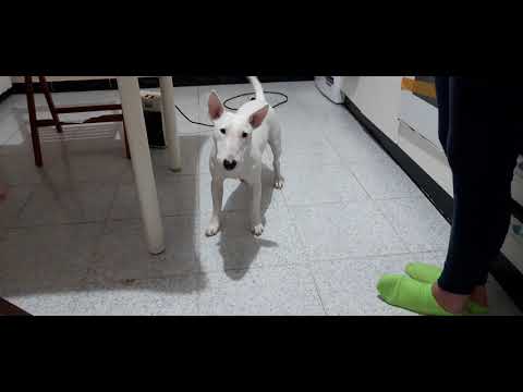 Video: Che Aspetto Ha Un Terrier Giocattolo?