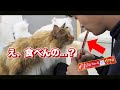 【ドッキリ】ちゅーるを人間が食べだしたら猫の困惑が止まらない!!