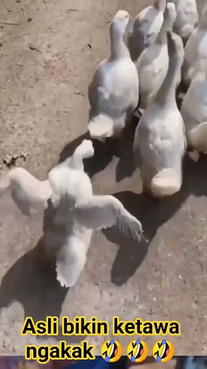 kelucuan bebek bikin ketawa ngakak/funny videos comedy #shorts #videolucu #funny #ngakak