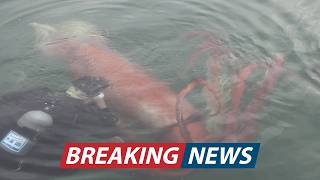 A Fishing Crew Just Caught the Most Incredible Giant Squid Footage