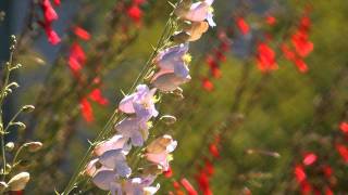 Zion - Sacred Spirit - Dawa