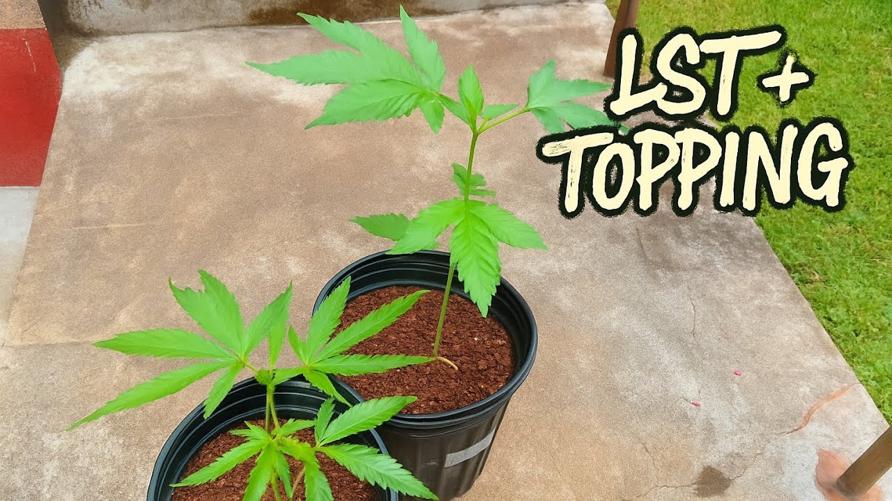 LST + Topping Early stage Training | Outdoor Cannabis Grow Tips | Eps. 1