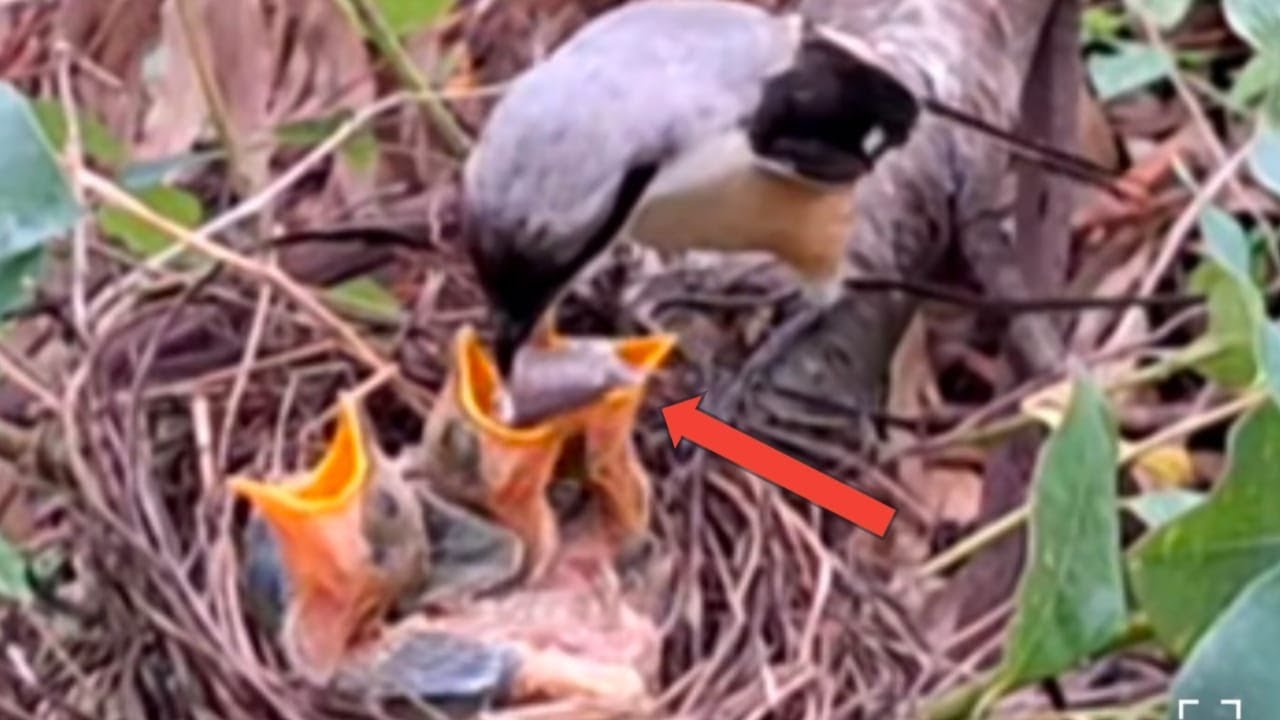 mother birds enjoy caring for their chicks