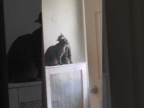 Catshorts Udonalmighty Imanisellers8210 Izora 1 Tafarimusasellers Afenisellers2930 