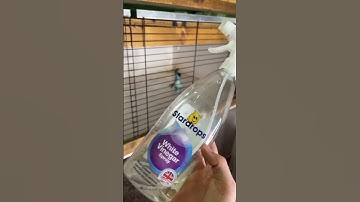 Kyle Thomas 💙 how i clean out my pet meerkats! 😎 #kylethomas #shorts