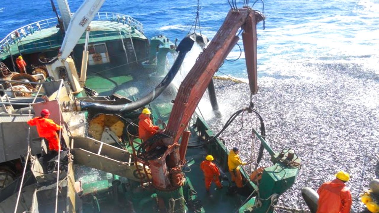 Amazing Commercial Fishing of Anchovies With Big Nets - Catch Hundreds ...