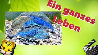🎬 Procambarus Alleni growing up.. 🐯