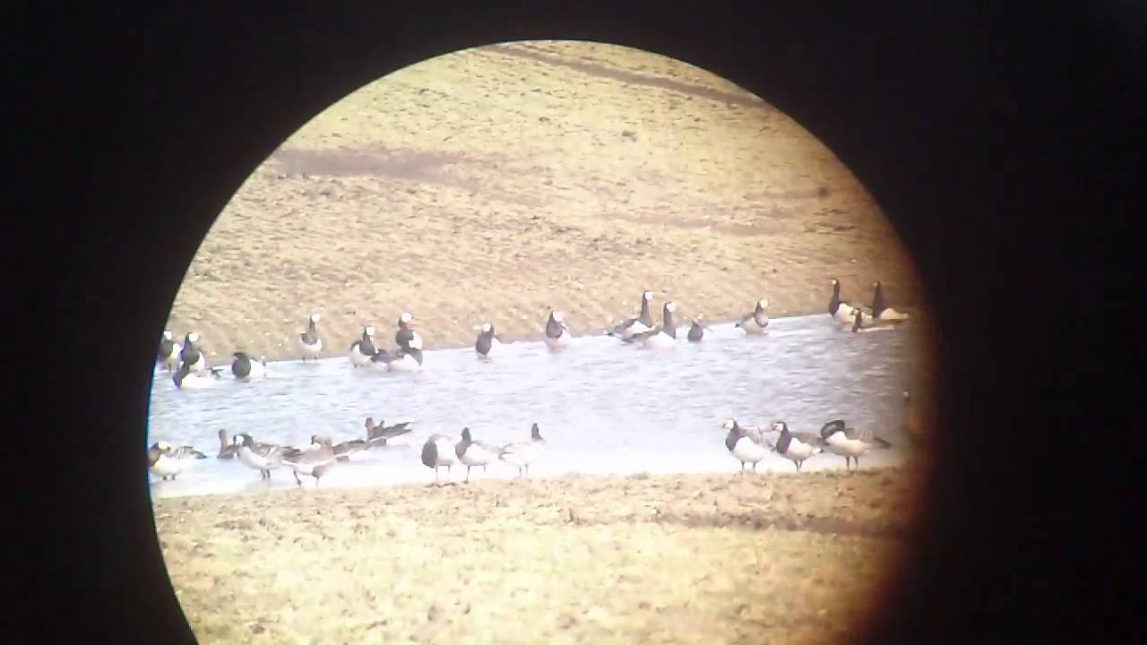Bernikla białolica (Branta leucopsis)/Barnacle Goose
