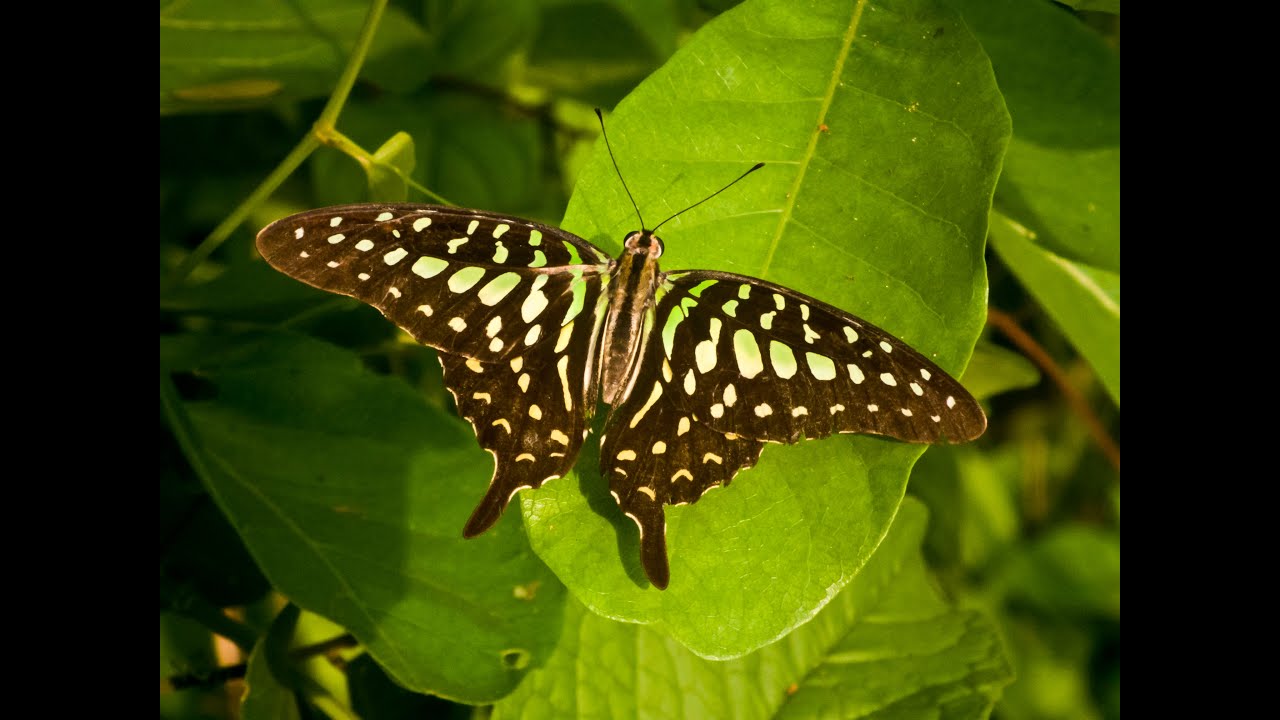 Oriental Jay Tailed Butterfly Youtube