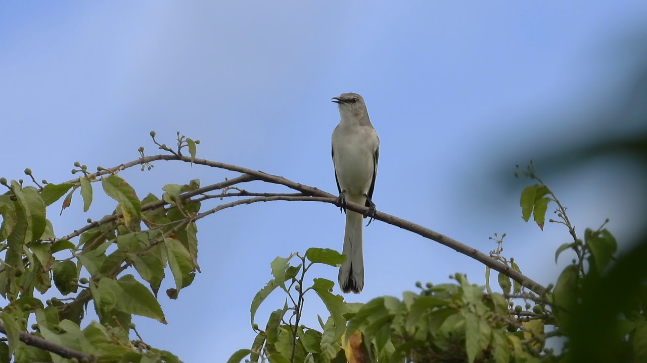 Northern Mockingbird 