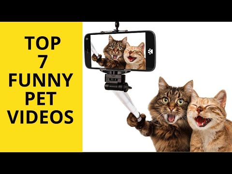 funny-videos-2020