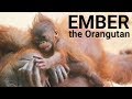 Baby orangutan compilation | Ember, from 6 weeks to 3 years old