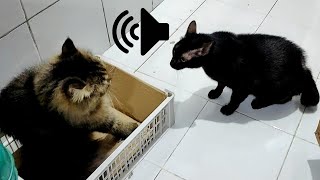 Real Angry Cats Want To Fight Sound - Prank Your Cats by My Kitty Story 1,008 views 11 months ago 8 minutes, 22 seconds