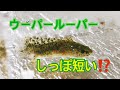 ウーパールーパー尾ひれが短い⁉️マーブル(何匹も産まれました)