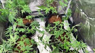 tent 1 update , new strains in