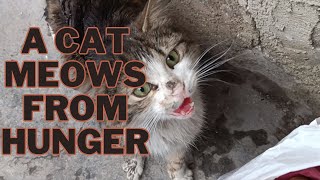 A stray cat meows from hunger
