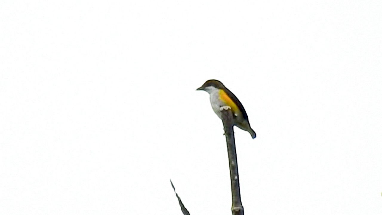 Flowerpecker Yellow sided DSCN9501 2