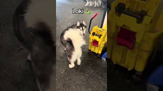 Is Loki Two Dogs Or Did The First One Just Hit A Growth Spurt