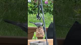 Summer #birdspotting challenge: Find 100 #bird species. No. 5: Grey #catbird in #PA