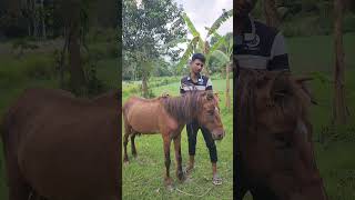 A blind horse found dead, love is its eyes.
