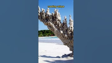 Thumbnail of Nature's Secrets | Petrified Lightning (Fulgurites) Phenomenon 😱 #shorts #nature