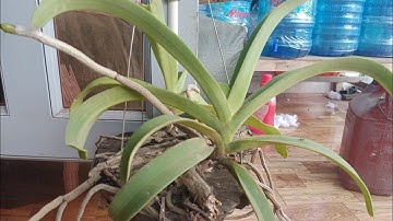 Nghinh Xuân (Đai châu - ngọc điểm) chuẩn vùng miền buôn đôn daklak chiều 2905 SĐT 0981052175