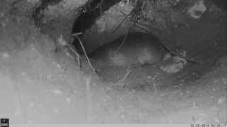 Details Hottentot Golden Mole Underground Guide