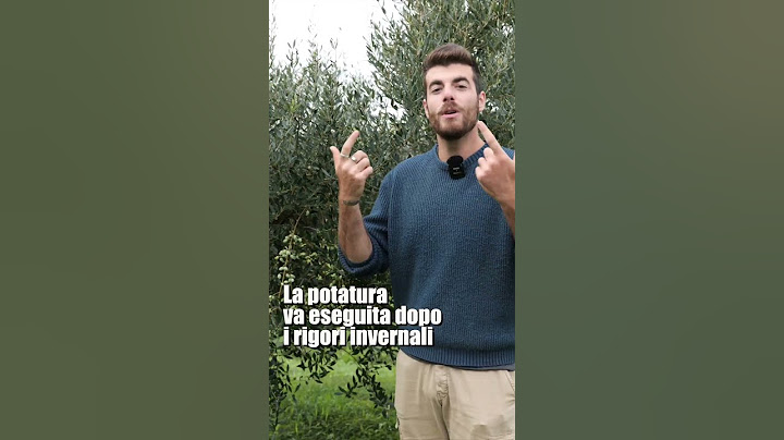 OLIVO: raccolta e lavori da fare in autunno
