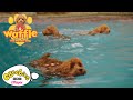 Swimming with waffle the wonder dog  cbeebies