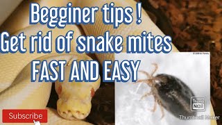 How to get rid of SNAKE MITES FAST ! Ball/Royal python Beginner tips  #breedingballpythons #reptiles