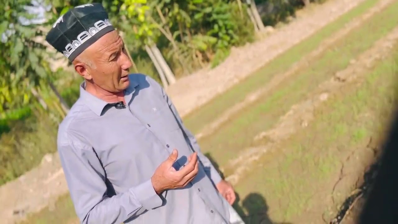 Пиёз уруғлари🌱униб чиқиши_ОКС АГРО+998772102880 #кўчатлар #пиёз #уруғ #лук #дала #onion #uzbekiston 