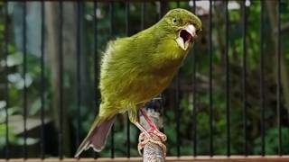 Canario Cantando Fuerte El Mejor Estmulo Para Que El Tuyo Abra El Pico