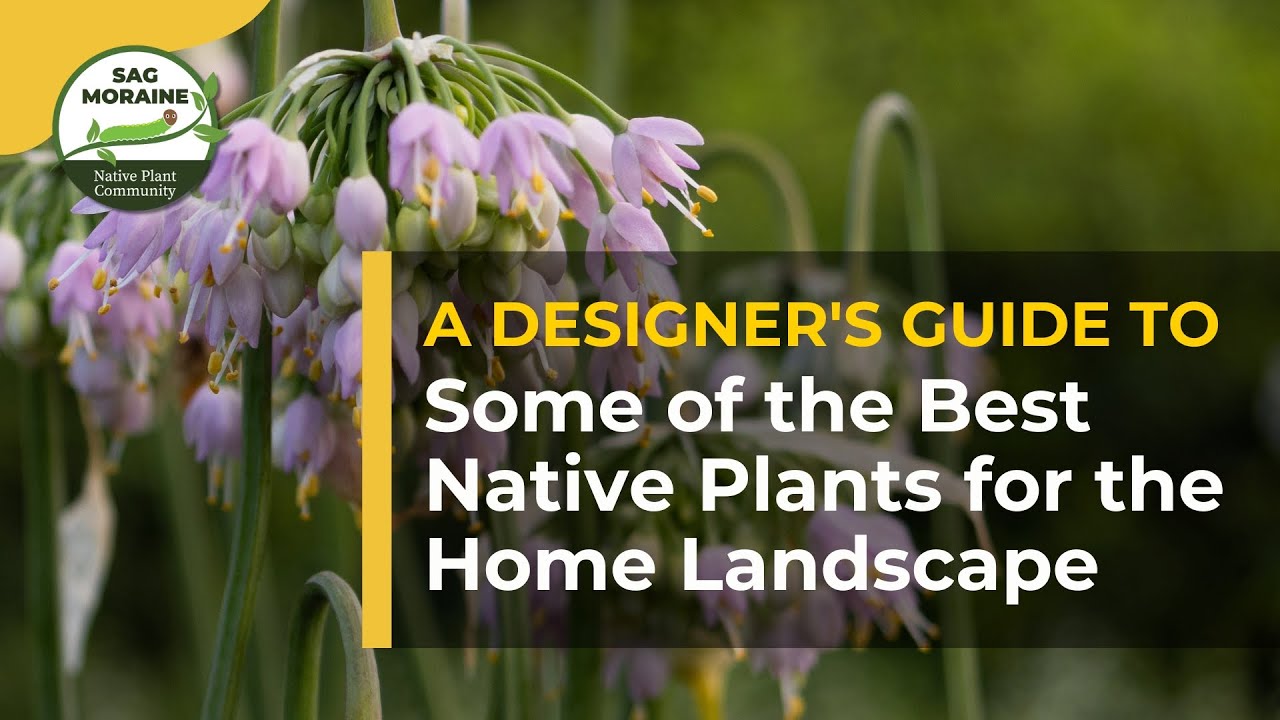 A Designer's Guide to Some of the Best Native Plants for the Home Landscape
