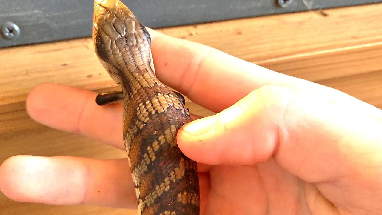 camera iphone 8 plus apk DIY reptile enclosure! And new addition!