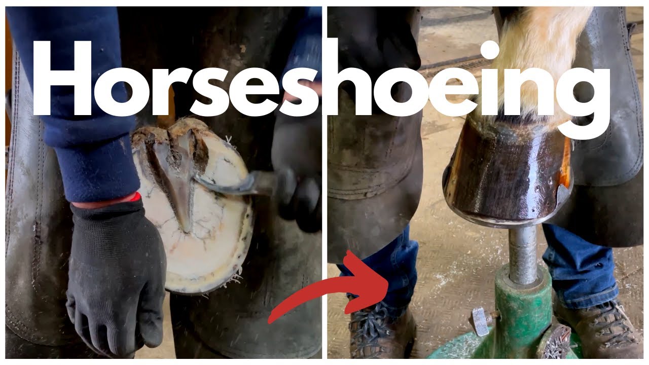 Satisfying Horseshoeing Video/Hoof Restoration YouTube