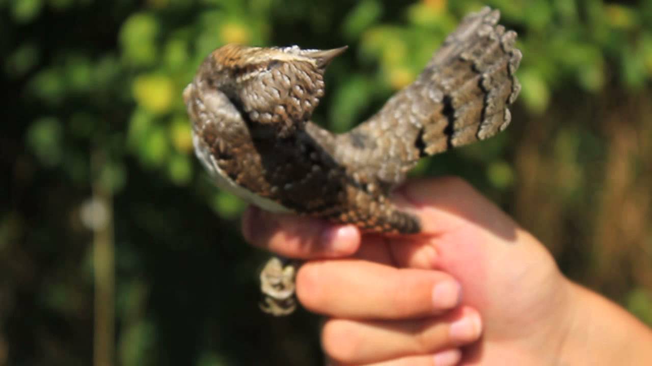 The snake-like moves of the Eurasian wryneck | The Kid Should See This